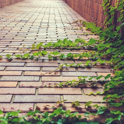 A brick pathway partially overgrown with green ivy vines creeping across the ground and up the side wall